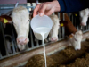 RADE I PENZIONERI: Proizvodnja mlijeka u BiH raste