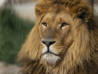 TURISTI ŠOKIRANI: Ubijen 'kralj Serengetija', slavni lav iz Tanzanije