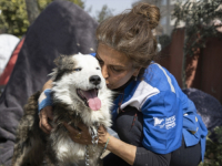 PRAVO ČUDO:  Nakon 22 dana iz ruševina u Turskoj izvučen živ pas