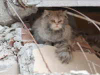DIRLJIVE SLIKE STIŽU IZ TURSKE: Mačke se ne odvajaju od ruševina zgrada gdje su nekad boravile (FOTO)
