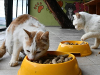 'ZOO VRT U GAZIANTEPU...': Kućni ljubimci koji su izgubili vlasnike u zemljotresima u Turskoj, traže nove domove