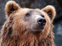DRAMA U KRAJINI: Medvjed napravio haos u blizini naselja, mještani u strahu...
