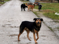 UZNEMIRUJUĆE FOTOGRAFIJE: Majka i dvogodišnje dijete napadnuti u bh. gradu od čopora pasa lutalica