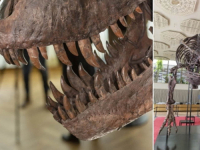 NISU SVI BILI ODUŠEVLJENI: Skelet T-Rexa 'Trinity' prodan za nevjerovatan iznos...
