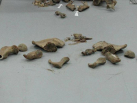 PRONAĐENA I DJEČIJA ZLATNA NAUŠNICA: Identifikovani posmrtni ostaci šestogodišnje Amele iz Rogatice ubijene 1992. godine