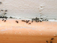 VRLO JEDNOSTAVNO; NAPRAVITE OVAJ DOMAĆI SPREJ: I mravi će se razbježati iz vaše kuće za dvije sekunde