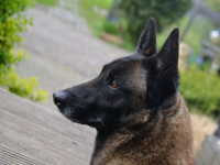 NAKON SVAĐE SA VLASNIKOM: Učenicu ugrizao pas u dvorištu škole, vlasnik uhapšen