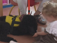 NOVA ZAPOSLENICA: Prva bolnica u susjedstvu koja ima terapijskog psa - 'Djeca lakše prihvaćaju svoje tegobe'