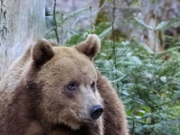 STANOVNICI U STRAHU: Medvjedi upadaju na imanja i uništavaju sve, stradale na desetine...