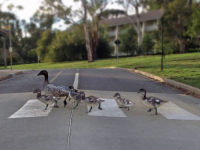 HUMANOST GA KOŠTALA ŽIVOTA: Amerikanac poginuo dok je pomagao patkama da pređu cestu