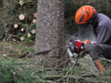 TRAGEDIJA U AUSTRIJI: Radnik iz BiH poginuo tokom šumarskih radova