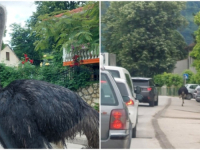 NOJ PROŠETAO ULICAMA GRAČANICE: Pobjegao sa obližnje farme, ubrzo je vraćen vlasniku (VIDEO)