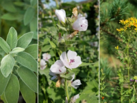 DOBRO JE ZNATI: Najvažnije ljekovite biljke, spisak koji vam treba, pomoći će vam u ublažavanju određenih tegoba