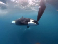 'TO JE BIO OPASAN TRENUTAK ZA NAS': Kitovi ubice napali učesnike trke u Atlantskom okeanu (FOTO, VIDEO)