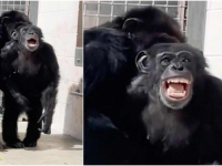 NAKON 29 GODINA U MRAČNOM LABORATORIJU: Pogledajte reakciju čimpanze kada prvi put u životu vidi nebo (VIDEO)