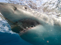 NAKON SMRTONOSNIH NAPADA NA TURISTE: Egipatske vlasti planiraju postavljanje uređaja za praćenje ajkula