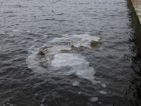 'NEMOJTE SE KUPATI': More zagađeno fekalijama na četiri plaže u Hrvatskoj