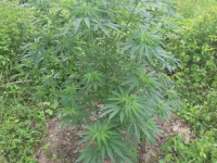 AKCIJA 'MAESTRO': U Čapljini pronađena oprema za uzgoj opojne droge, uhapšena jedna osoba