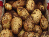 SUSJEDI U VELIKIM PROBLEMIMA: Nestašica mladog krompira, skladišta su prazna, ali ni to nije najgore…
