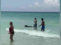 ŠOK NA PLAŽI: Kupače iznenadila velika 'čupava' životinja (VIDEO)