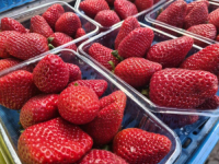 DA LI STE SIGURNI DA STE DOBRO OPRALI JAGODE PRIJE JELA?: Njihova je sezona, postoji mogućnost zaraze od opasne bakterije