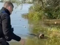 SREĆA U VELIKOJ NESREĆI: Pas u poplavljenom Hersonu gušio se na lancu, spasio ga policajac (VIDEO)