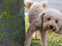 VIC DANA: Pitali Crnogorca ima li njegov pas porodično stablo, a onda – urnebes…