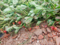 DRŽAVA NA POTEZU: Uništeni zasadi jagoda u Čeliću, pomoć poljoprivrednicima NEOPHODNA (VIDEO)