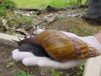 JEDNA OD 100 NAJINVAZIVNIJIH VRSTA NA SVIJETU: Karantin u dijelovima Floride zbog najezde afričkih puževa