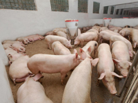 ŠIRI SE AFRIČKA KUGA: Novi slučajevi potvrđeni u Semberiji