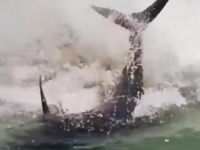 KUPAČI U ŠOKU: Divovske peraje izazvale paniku na plaži (VIDEO)