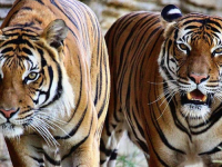 VIC DANA: Trčkaraju dva tigra kroz Visoko, a kad ugledaše lava – urnebes…