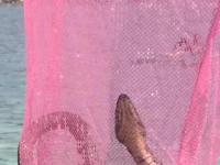 IZNENAĐENJE U CRNOJ GORI: Ogromna zmija izvađena iz mora u Sutomoru (FOTO)