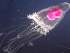 TRIK JE VRLO JEDNOSTAVAN: Šta učini kada vas u moru opeče meduza…