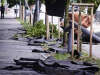 OLUJNO NEVRIJEME ODNOSI ŽIVOTE: U Sloveniji tokom snažne oluje poginula jedna osoba