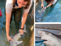 KOD HERCEG NOVOG ULOVLJEN MORSKI PAS: Zahvaljujući ribarima iz Crne Gore koji su...