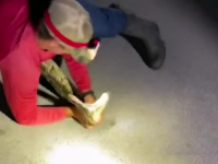 FASCINANTAN VIDEO IZ AMERIKE: Pogledajte snimak borbe sa pitonom dugim 5.8 metara (VIDEO)