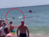 UKAZALA SE VELIKA PERAJA: Kamera zabilježila neviđenu dramu u plićaku i na plaži (VIDEO)