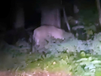 LAVICA LUTA ULICAMA GLAVNOG GRADA NJEMAČKE: Policija upozorava građane, video se širi društvenim mrežama....