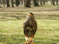 ZA SVAKI PROBLEM IMAJU RJEŠENJE: Najezda vrana u njemačkom gradu, doveli američkog jastreba da ih promatra