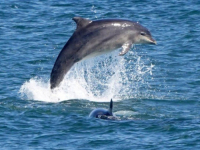 FENOMEN KOJI SE RIJETKO VIĐA: Agresivni dupini napadaju kupače na plaži u Japanu