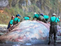 'PLUTAJUĆE ZLATO': Stručnjak 'kopao' po lešini kita pa u njegovoj utrobi našao blago od 500.000 eura