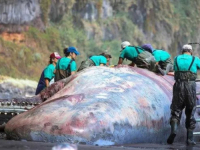 NEVJEROVATNO: Patolog u uginulom kitu pronašao 500.000 eura vrijedno...