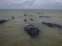 POZNATI PO SVOJOJ JAKOJ SOCIJALNOJ POVEZANOSTI: 55 kitova - pilota se nasukalo na plaži, skoro svi su uginuli