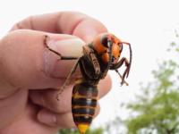 KORISNO JE ZNATI: Evo šta trebate napraviti ako vas ubode stršljen