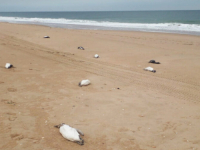 UŽAS NA OBALI URUGVAJA: More izbacilo skoro 2.000 uginulih pingvina