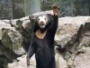 HIT NA INTERNETU: Ovaj video pogledalo je više od 20 miliona ljudi, mnogi sumnjaju da je medvjed - zapravo…