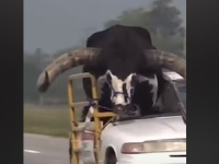 NESTVARNE SCENE NA AUTOPUTU: Vozio bika od 600 kg na suvozačevom sjedištu (VIDEO)