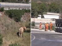 KAKVI SU SVE ZADACI PRED NJIMA: Vatrogasci hvatali bikove nakon prevrtanja kamiona (VIDEO)