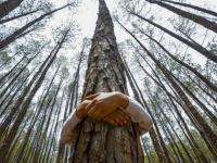 ZNATE LI ŠTA JE ARBOTERAPIJA: Čini čuda za krvni tlak, bronhitis, tjeskobu, nesanicu...